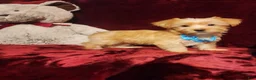 Yorkshire Terrier dogs for sale: TUCKER - Ad 10