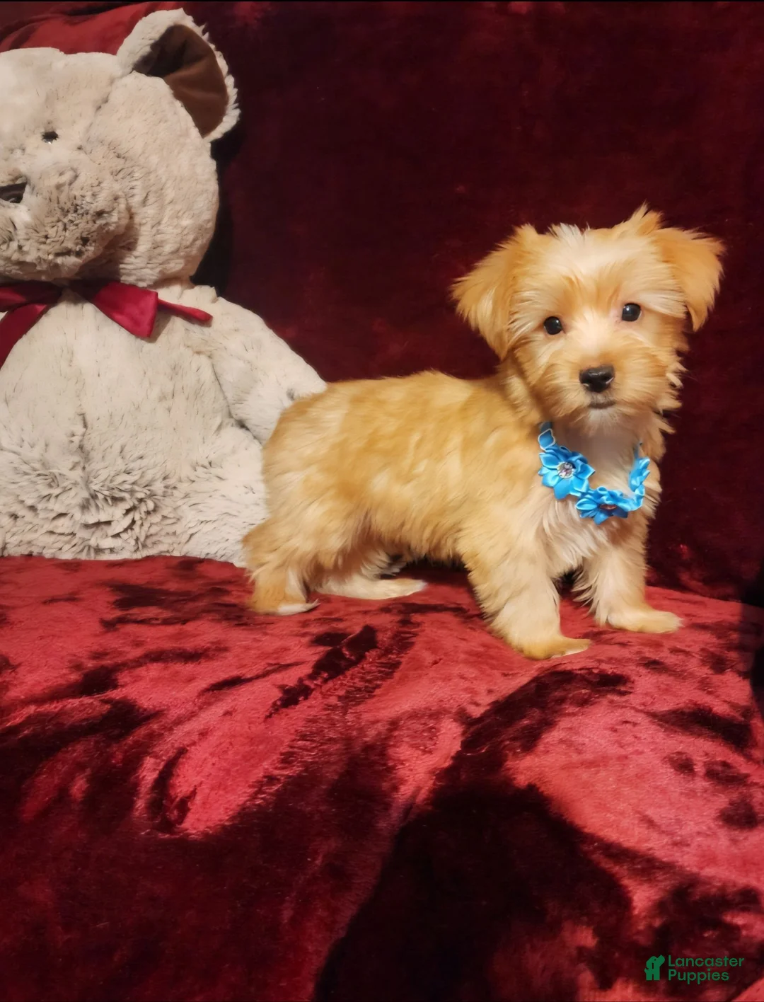 Yorkshire Terrier dogs for sale: TUCKER - Ad 10