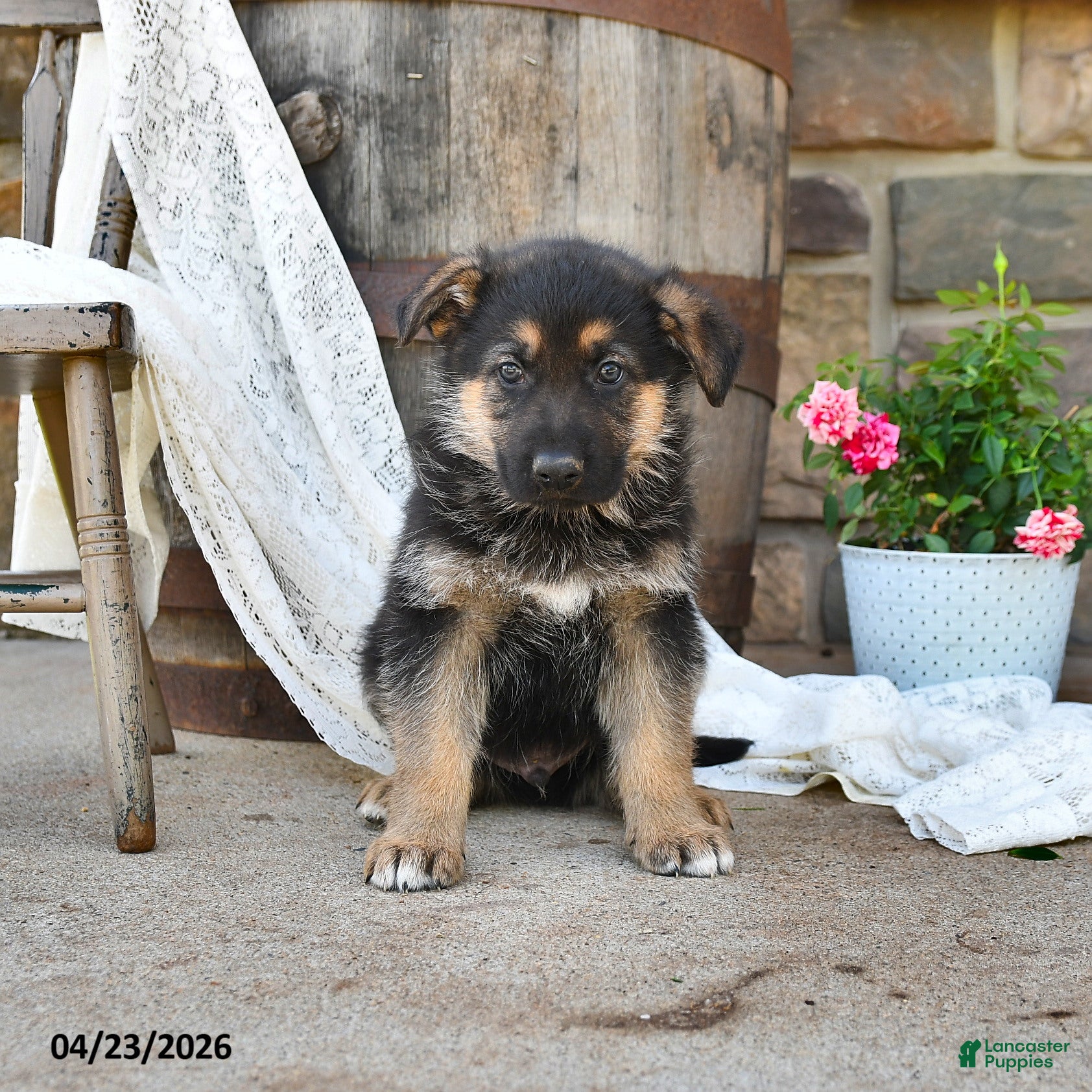 German Shepherd dogs Duke - Ad 2