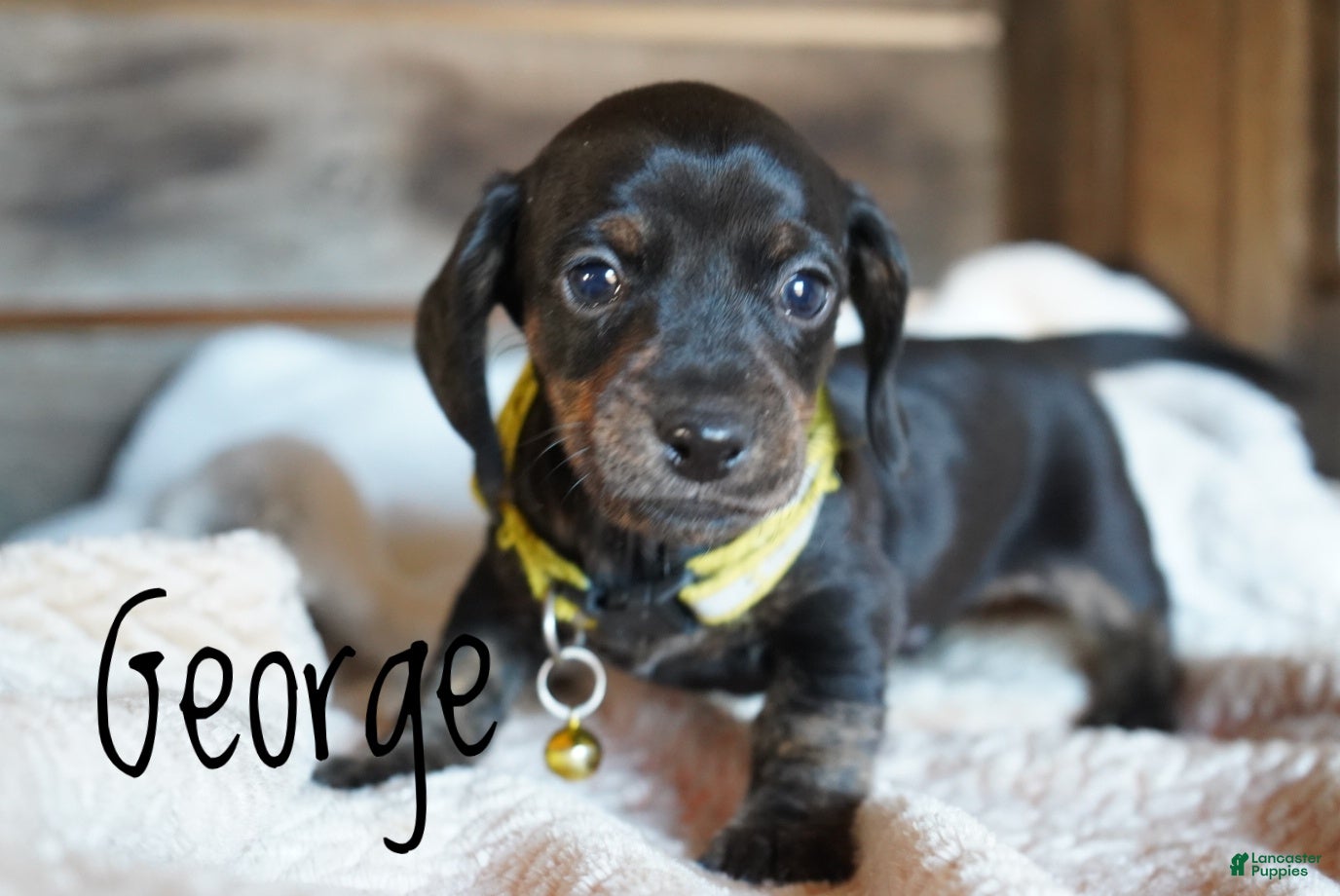 Dachshund dogs George  - Ad 8