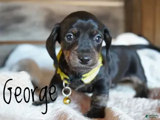 Dachshund dogs George - Ad 8