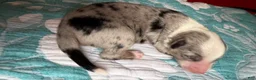 Australian Shepherd dogs for sale: Dallas - Ad 3