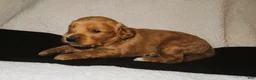 Mini Goldendoodle dogs for sale: Louie - Ad 1
