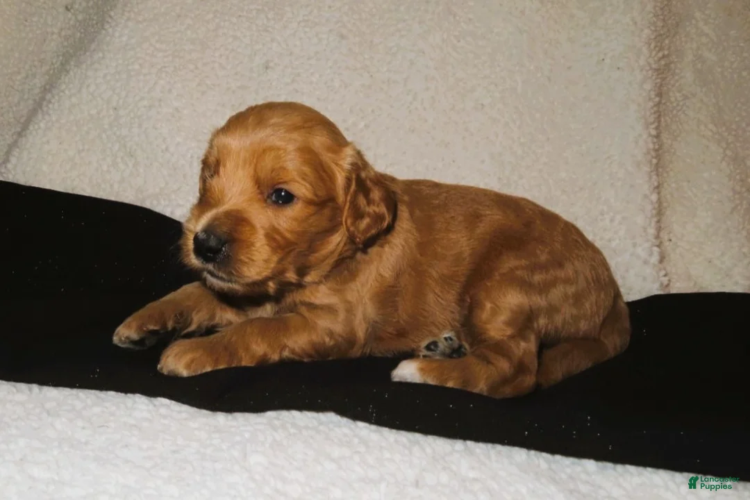 Mini Goldendoodle dogs for sale: Louie - Ad 1