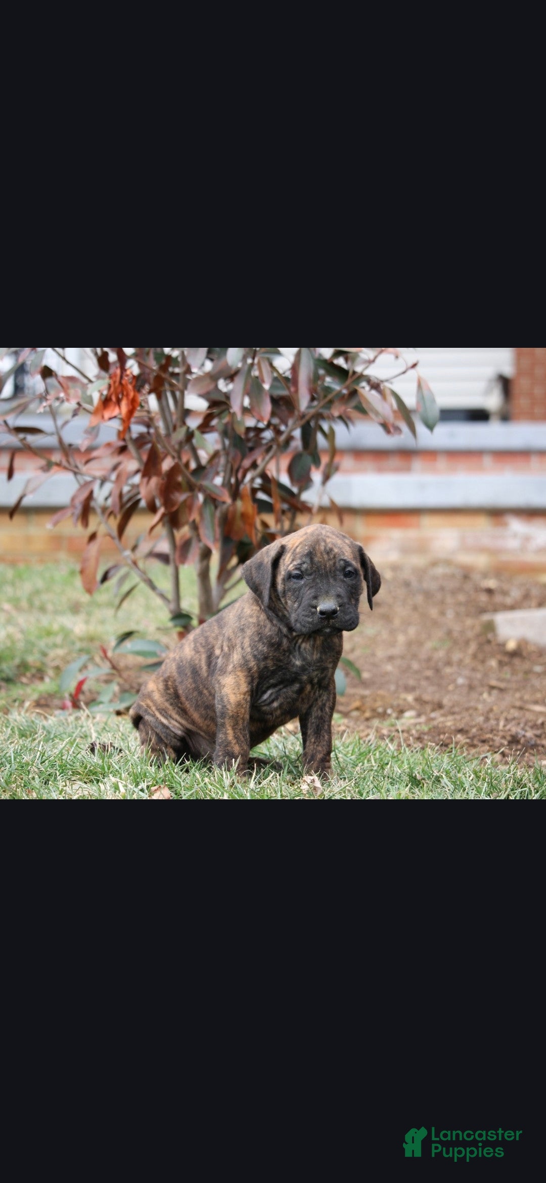 English Mastiff dogs Kodiak - Ad 2