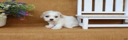 Cavachon dogs for sale: Trinity - Ad 4
