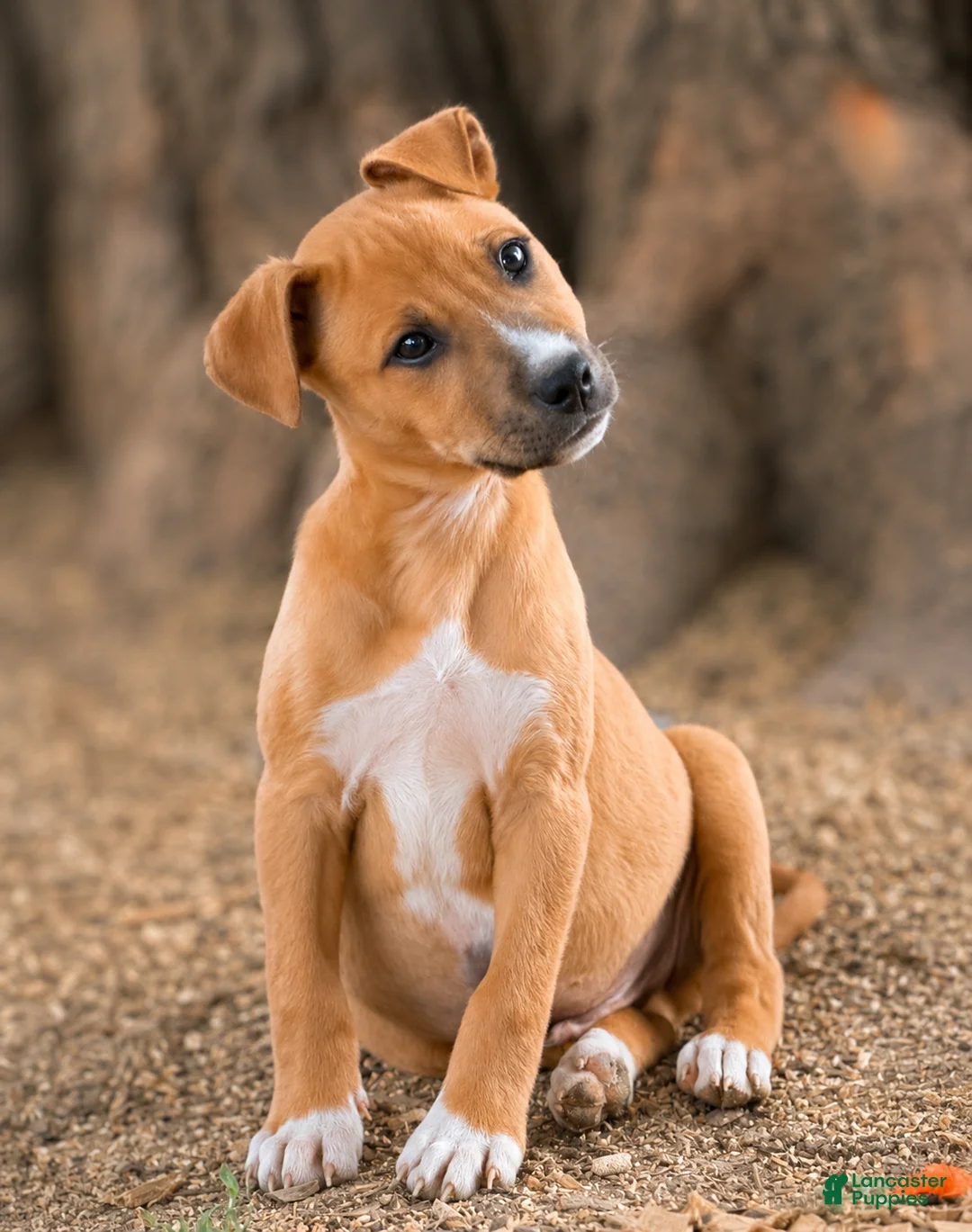 Mixed Breed dogs for sale: Marty - Ad 1