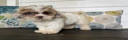 Shihpoo dogs for sale: Cinderella  - Ad 14