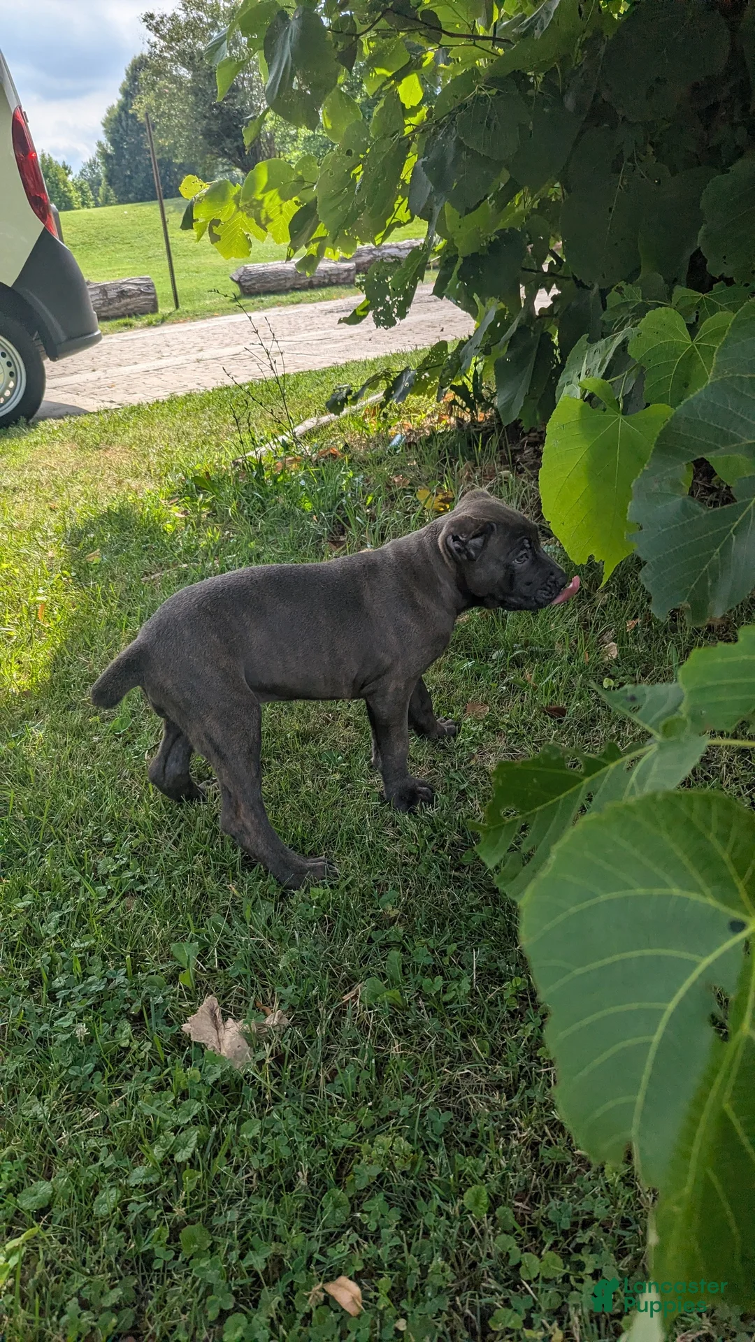 Cane Corso dogs for sale: Ceres - Ad 2