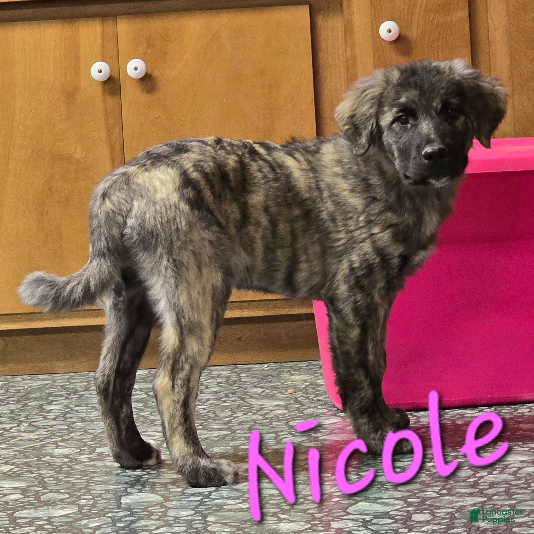 Mixed Breed dogs 🎁 Nicole - Ad 31
