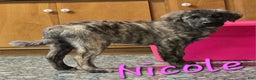 Mixed Breed dogs for sale: 🎁 Nicole - Ad 1