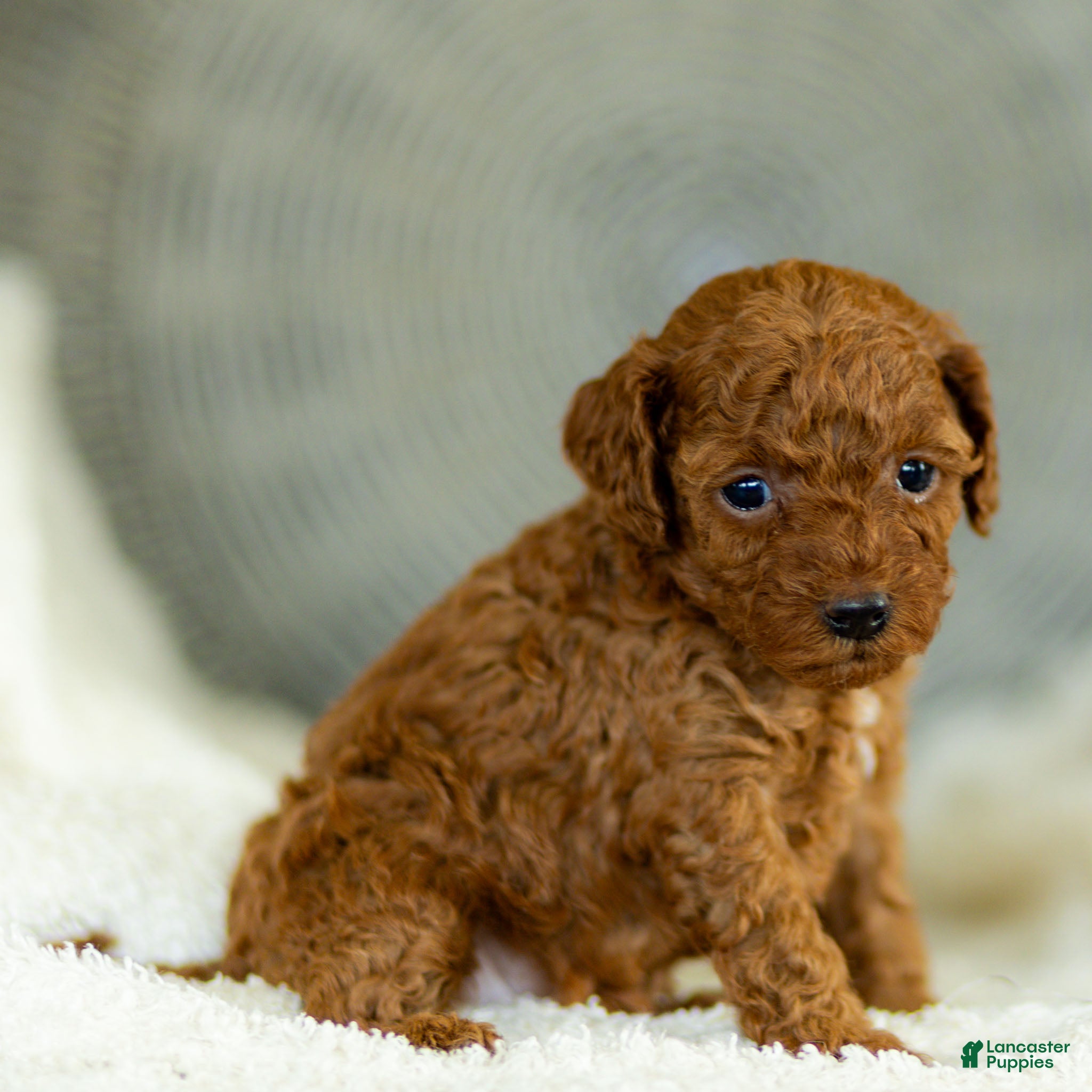 Toy Poodle dogs Gertie Toy Poodle  - Ad 1