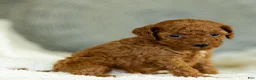 Toy Poodle dogs for sale: Gertie Toy Poodle  - Ad 1