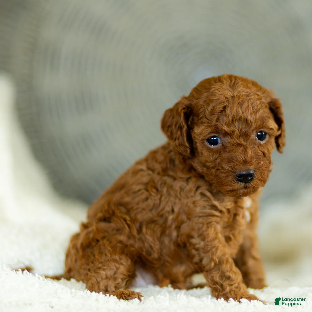 Toy Poodle dogs for sale: Gertie Toy Poodle  - Ad 1