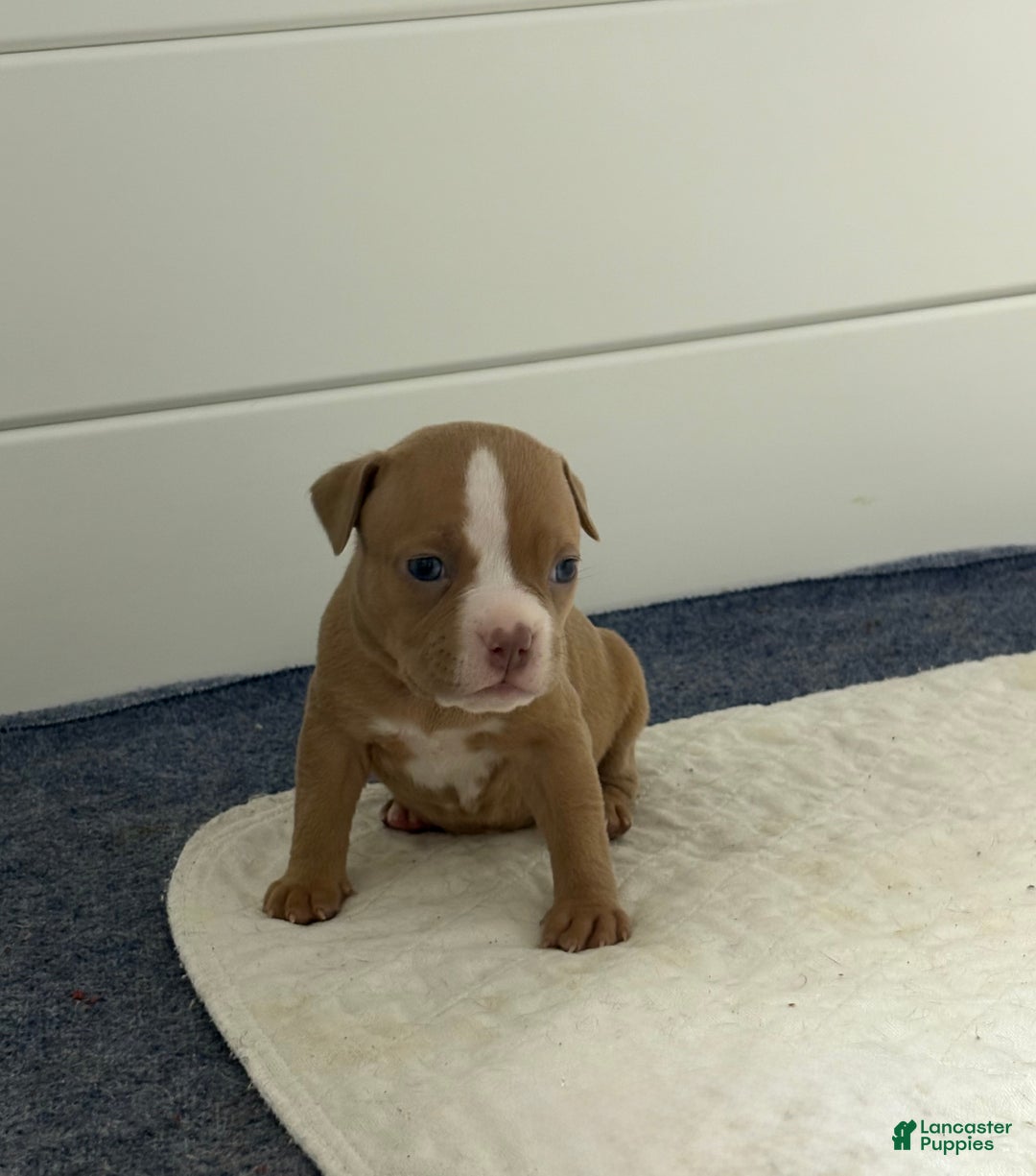 American Bully dogs for sale: Caramel  - Ad 5