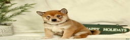 Shiba Inu dogs for sale: Braden - Ad 2