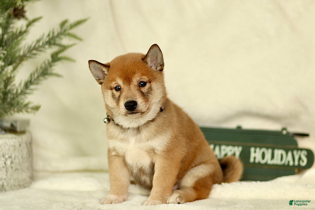 Shiba Inu dogs for sale: Braden - Ad 2
