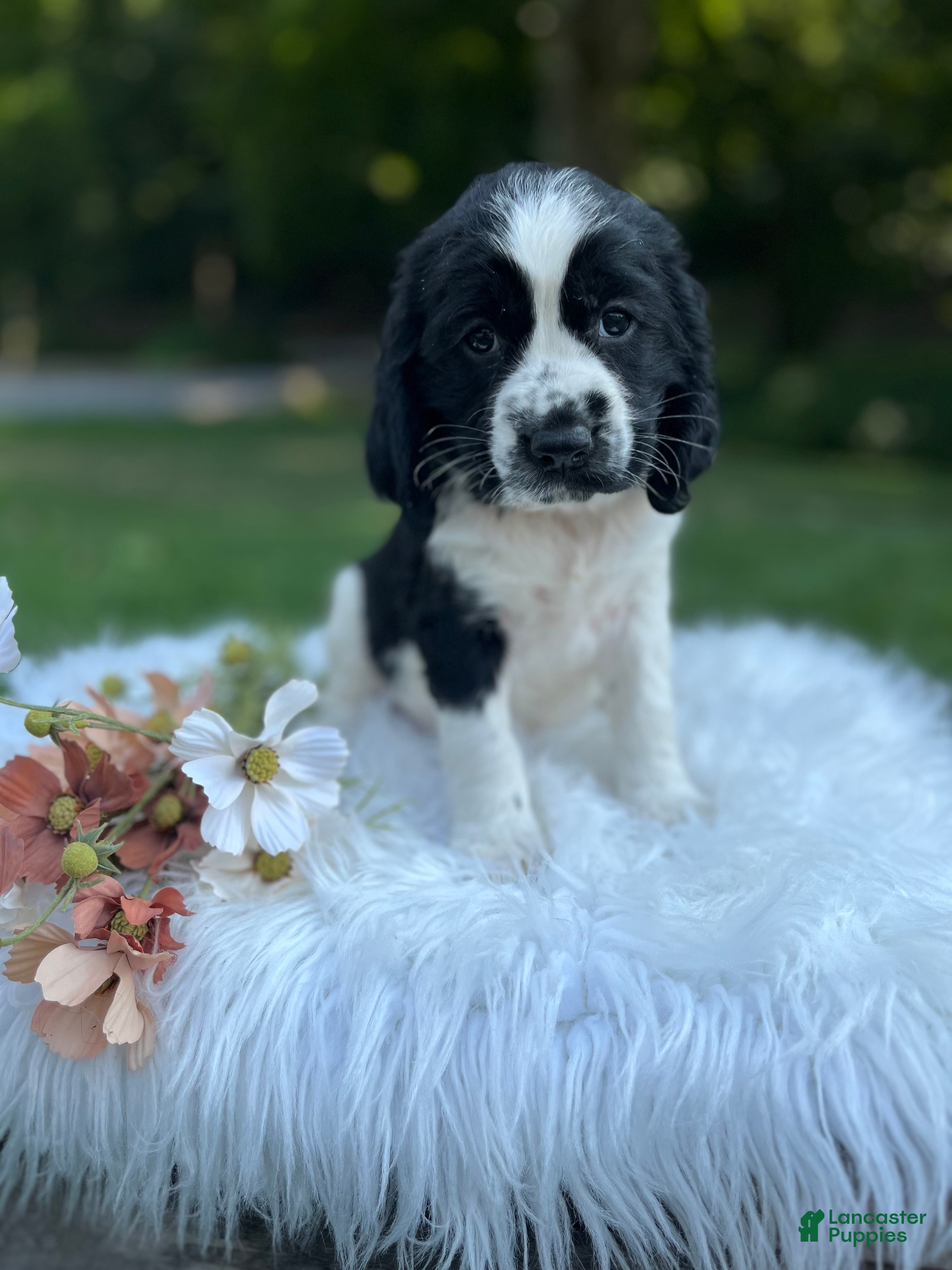 English Springer Spaniel dogs Dotty - Ad 2
