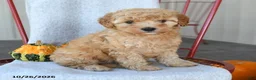 Cockapoo dogs for sale: Rusty - Ad 3