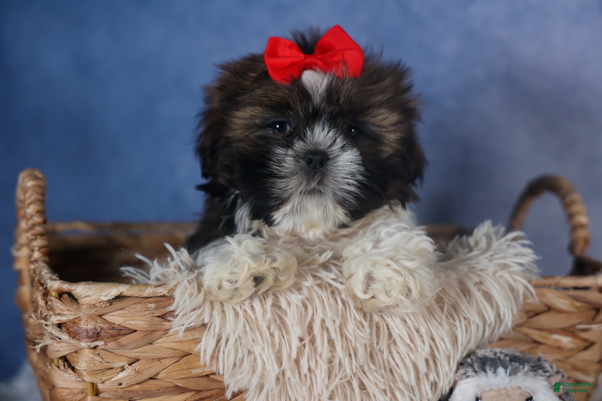 Shih Tzu dogs CHARLIE - Ad 1