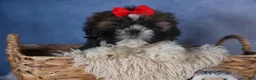 Shih Tzu dogs for sale: CHARLIE - Ad 1