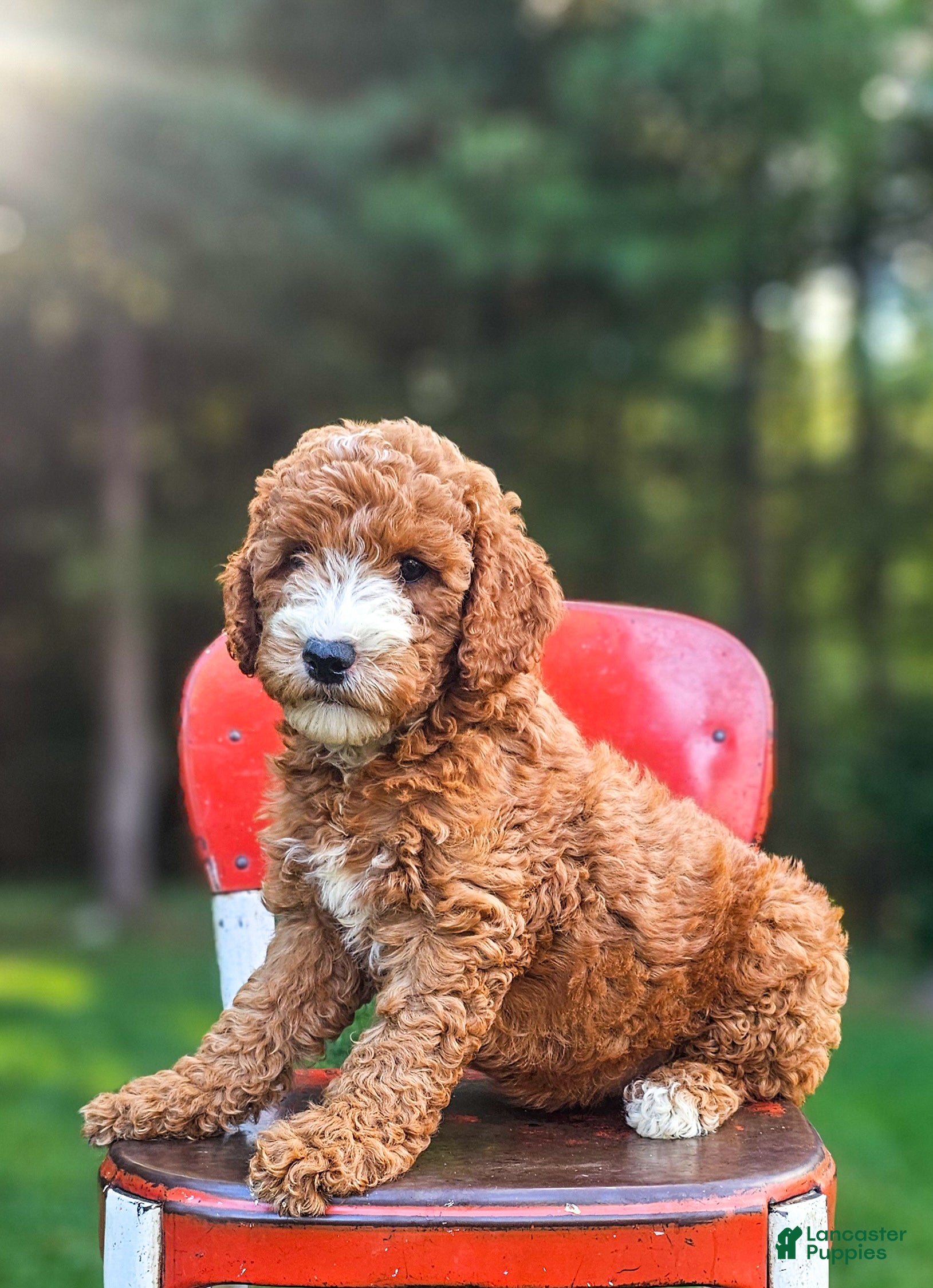 Mini Goldendoodle dogs Emily - Ad 1