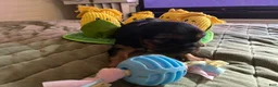 Cavalier King Charles Spaniel dogs for sale: Cavalier King Charles Spaniel Puppy 1 - Ad 5