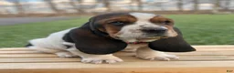 Basset Hound dogs for sale: Clara - Ad 4