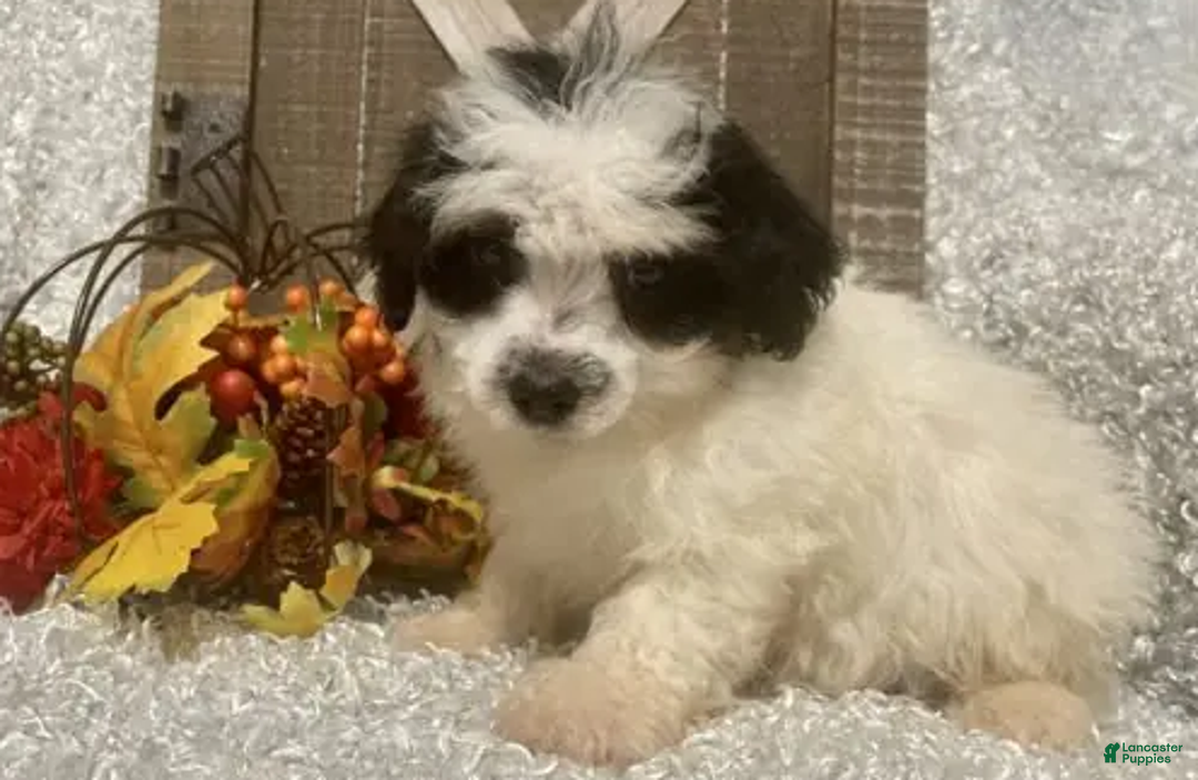 Toy Poodle dogs for sale: Prince - Ad 3