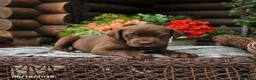 Boxador dogs for sale: Blossom - Ad 1