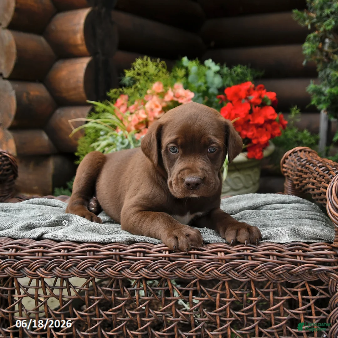Boxador dogs for sale: Blossom - Ad 1