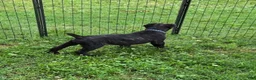 Cane Corso dogs for sale: Apollo - Ad 3