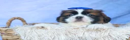 Shih Tzu dogs for sale: REX - Ad 16