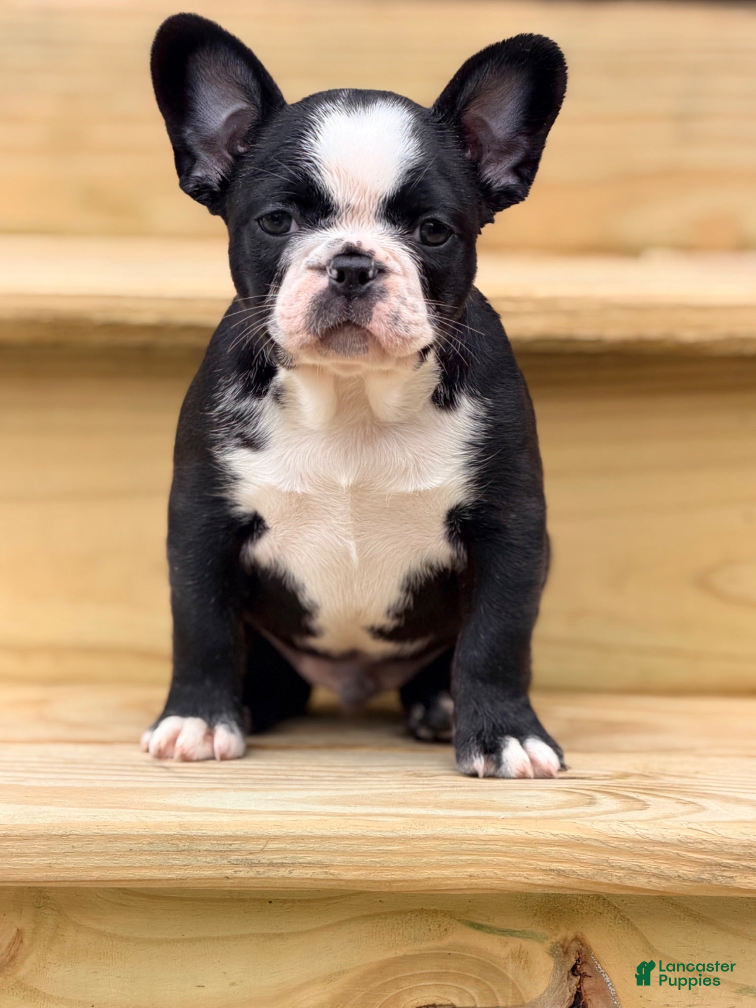 French Bulldog dogs Tater - Ad 2
