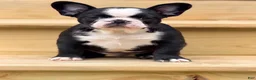 French Bulldog dogs for sale: Tater - Ad 2