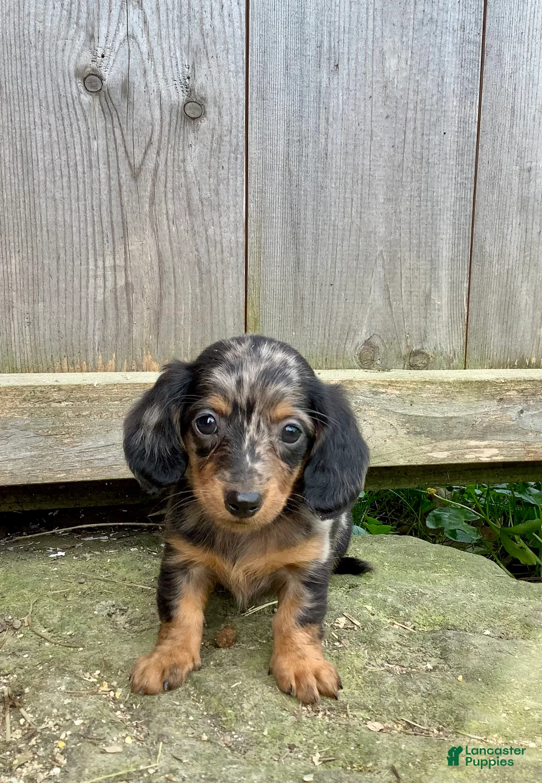 Dachshund dogs for sale: Simba - Ad 1