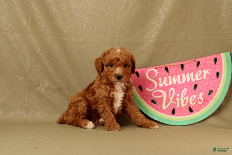 Miniature Poodle dogs Delilah - Ad 1