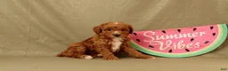 Miniature Poodle dogs for sale: Delilah - Ad 1