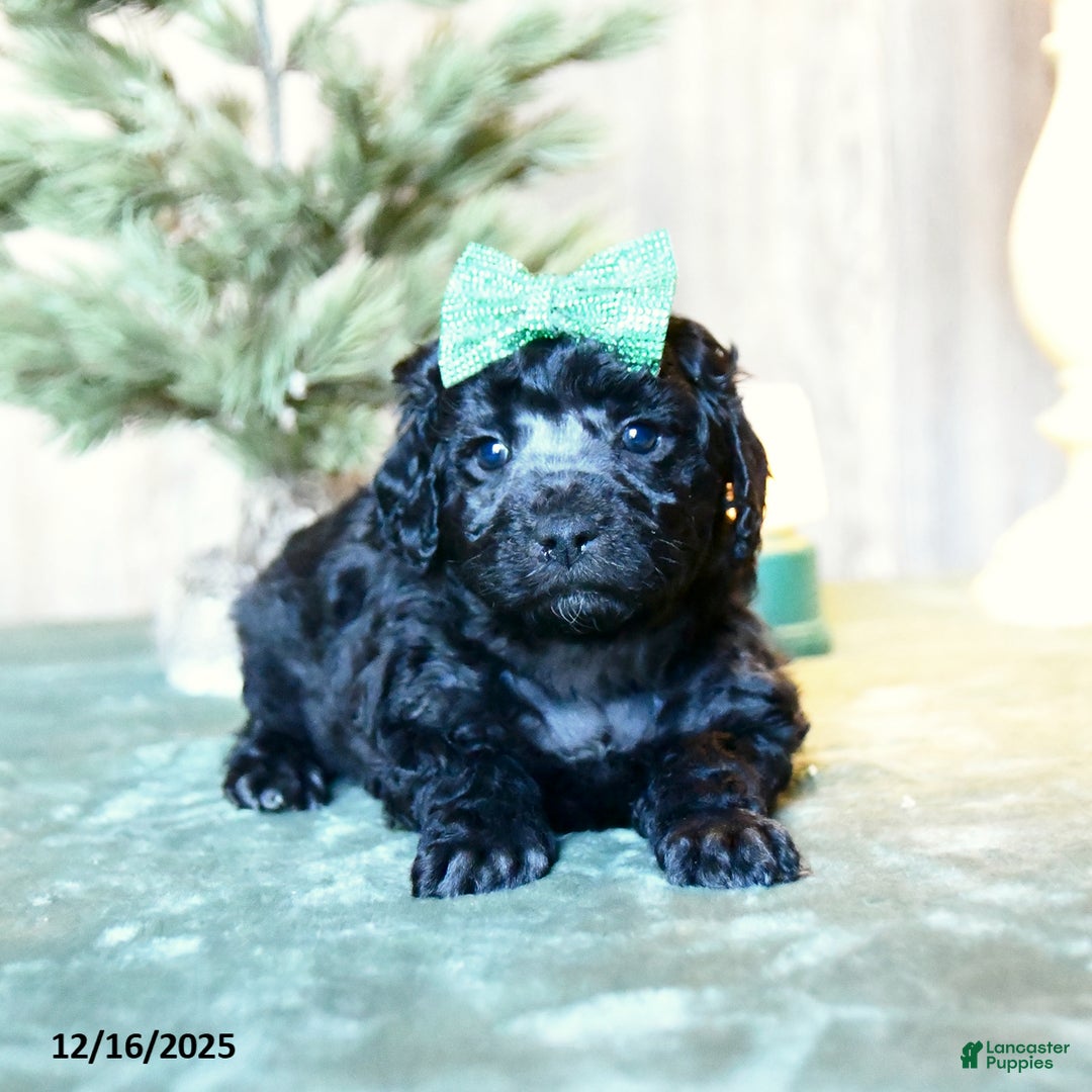 Mini Aussiedoodle dogs for sale: Onyx - Ad 2