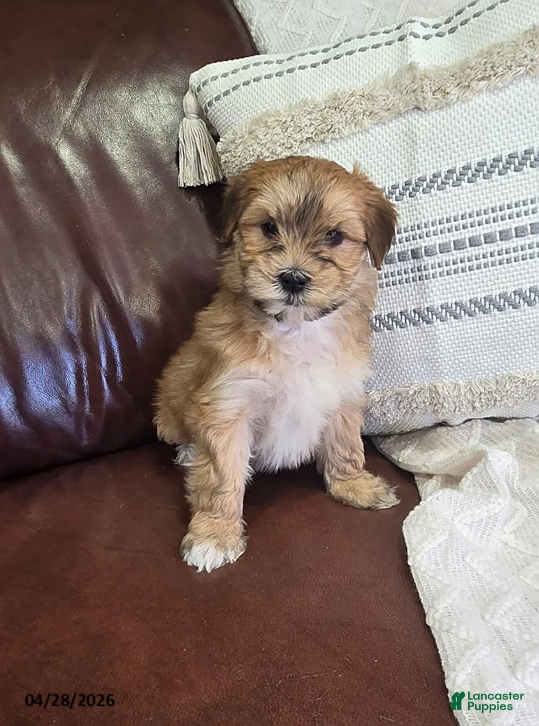 Mixed Breed dogs for sale: Spunky - Ad 1