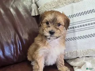 Mixed Breed dogs for sale: Spunky - Ad 1