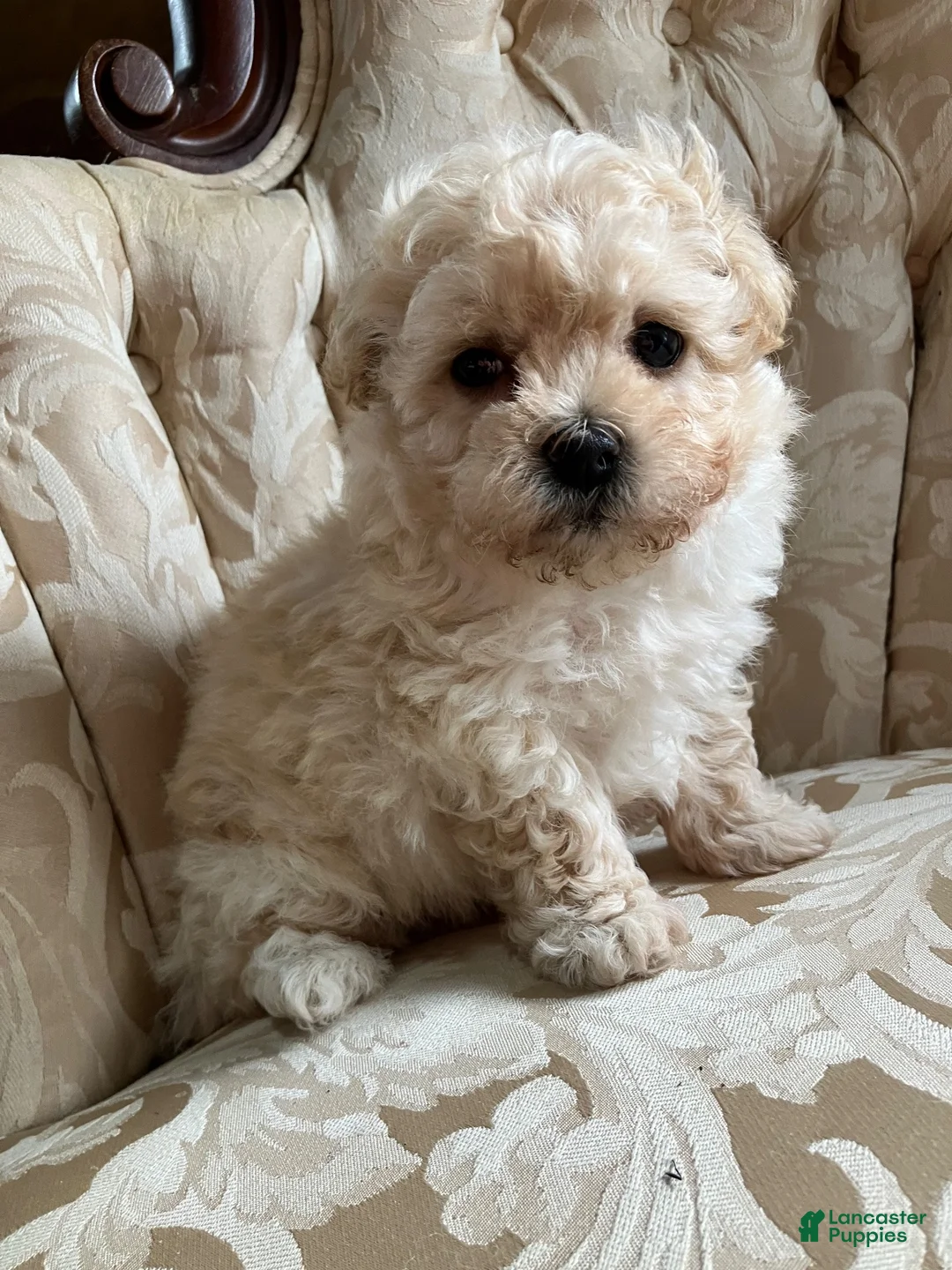 Maltipoo dogs for sale: Sammy - Ad 2