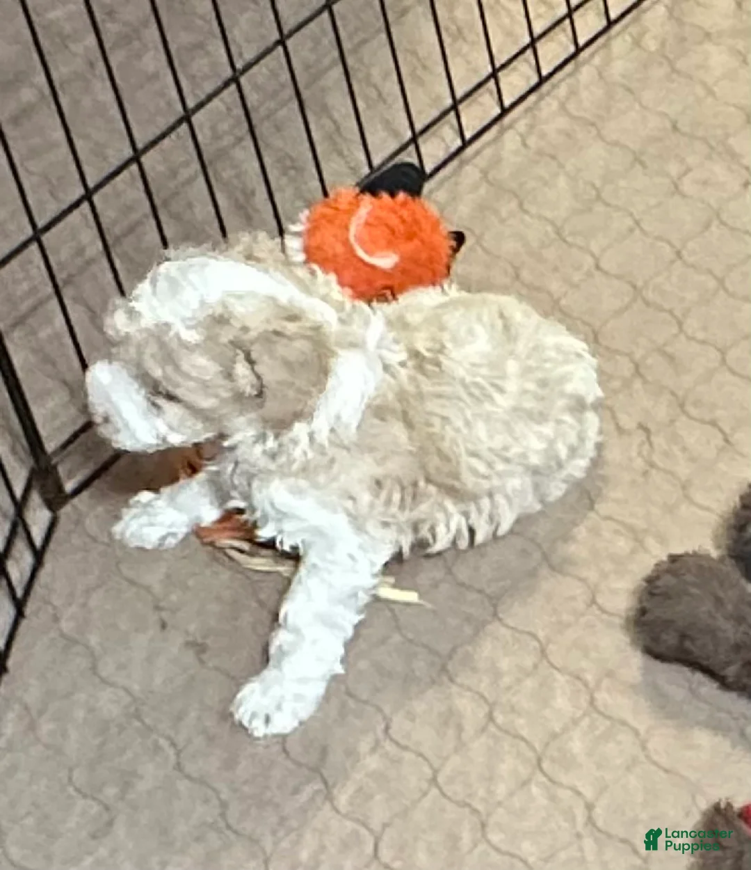 Miniature Poodle dogs for sale: Miniature Poodle Puppy 3 - Ad 2