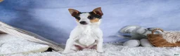 Toy Fox Terrier dogs for sale: Theo  - Ad 11