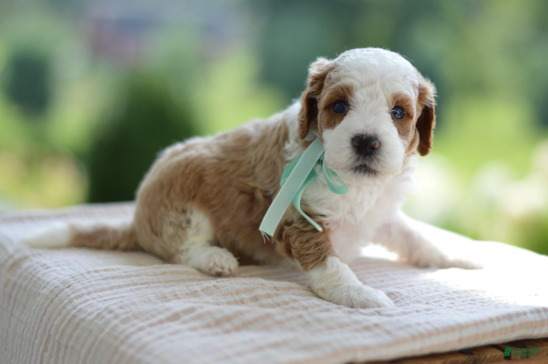 Mini Goldendoodle dogs December - Ad 1