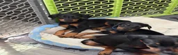 Doberman Pinscher dogs for sale: Doberman Pinscher 5 - Ad 7