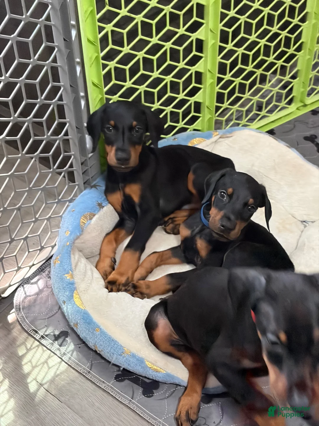Doberman Pinscher dogs for sale: Doberman Pinscher 5 - Ad 7