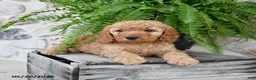 Mini Goldendoodle dogs for sale: Dexter - Ad 3