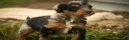 Mini Bernedoodle dogs for sale: Maple F1 Mini Bernedoodle  - Ad 3