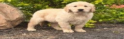 Golden Retriever dogs for sale: Mike - Ad 4